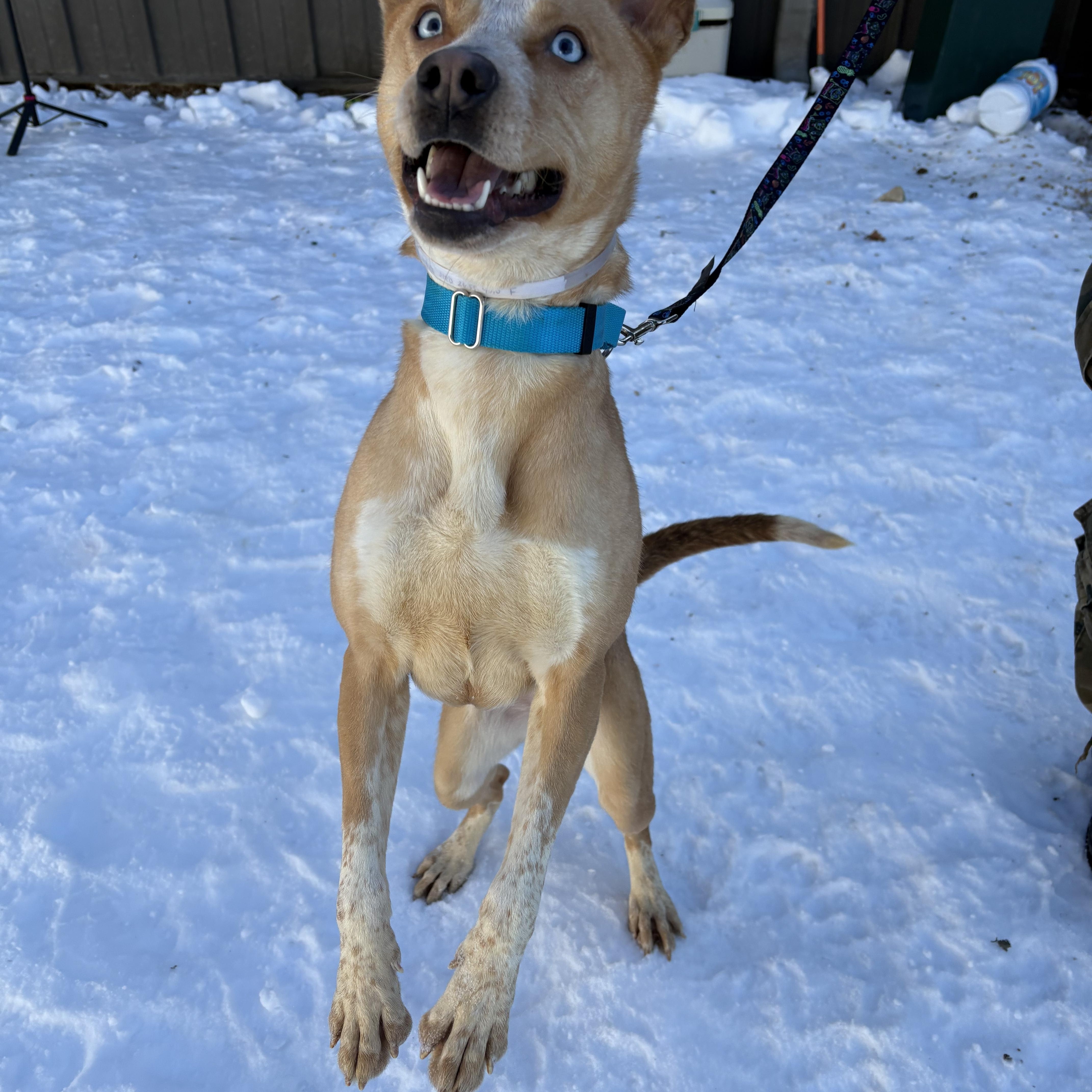 Enlarge Bluey, a ADOPTABLE mixed breed in AQUEBOGUE, NY image 3/3