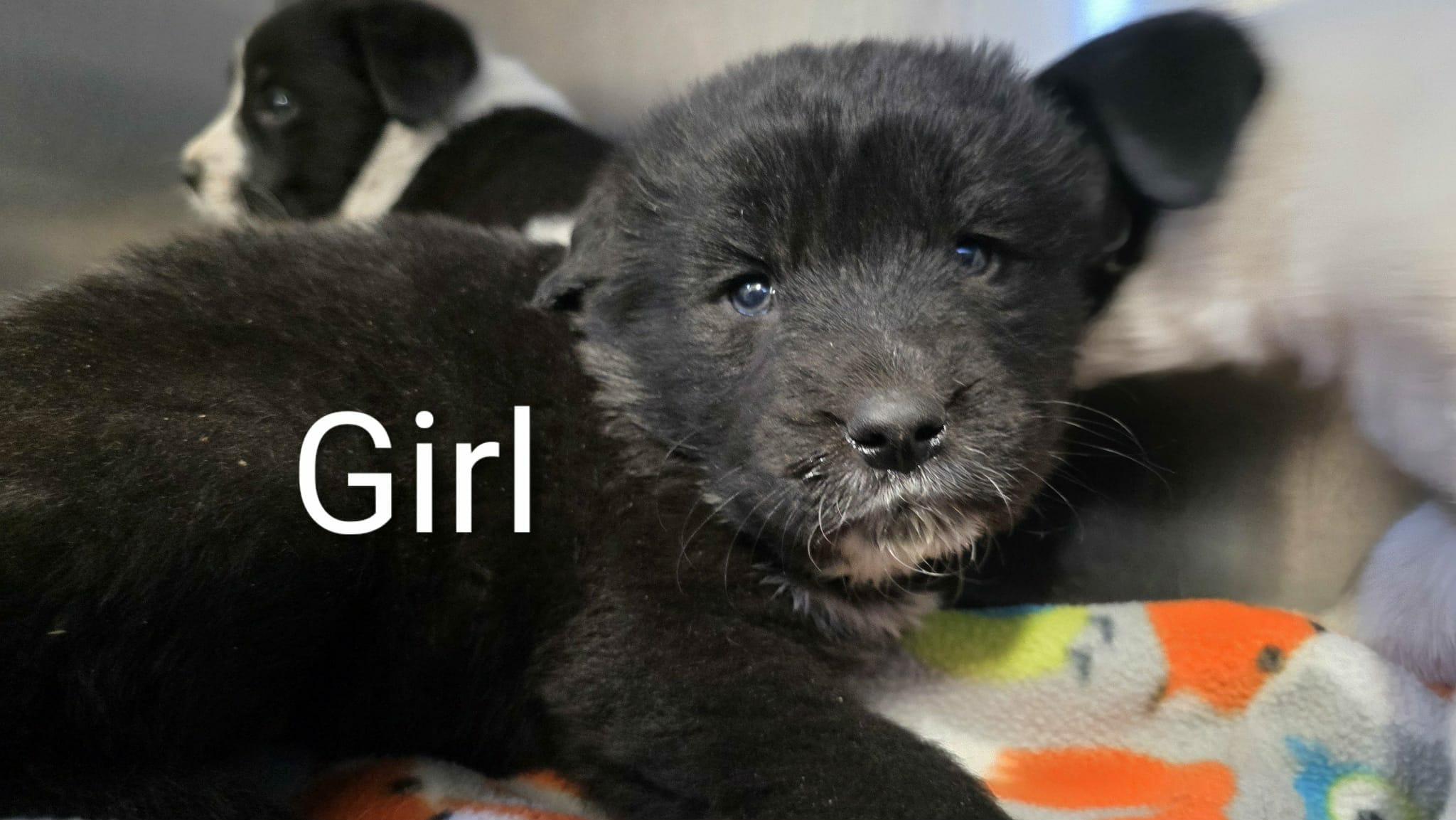 4 Border Collie Puppies, an adopted mixed breed in Liberty, MO image 1/6