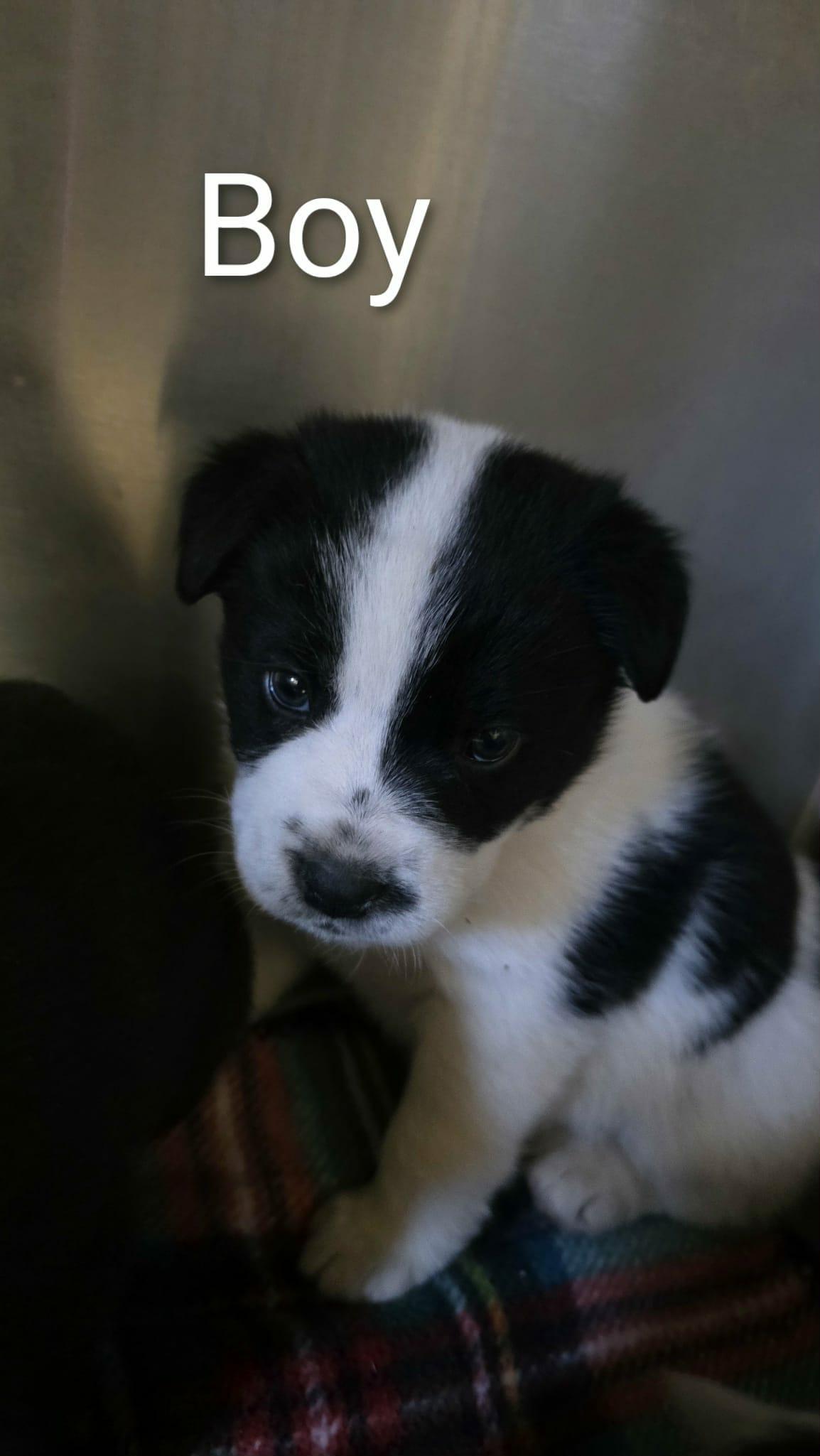 4 Border Collie Puppies, an adopted mixed breed in Liberty, MO image 2/6