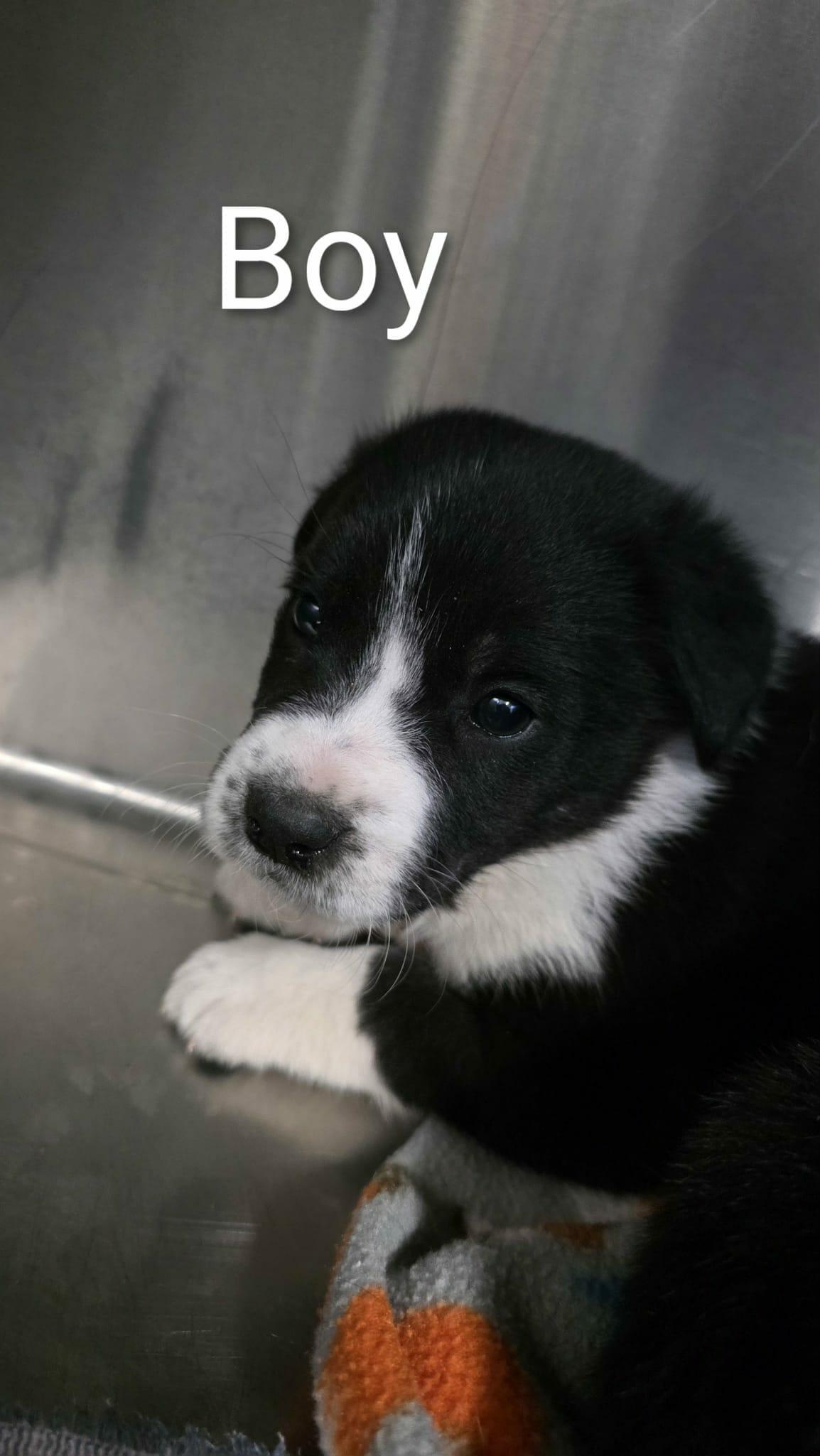 4 Border Collie Puppies, an adopted mixed breed in Liberty, MO image 3/6
