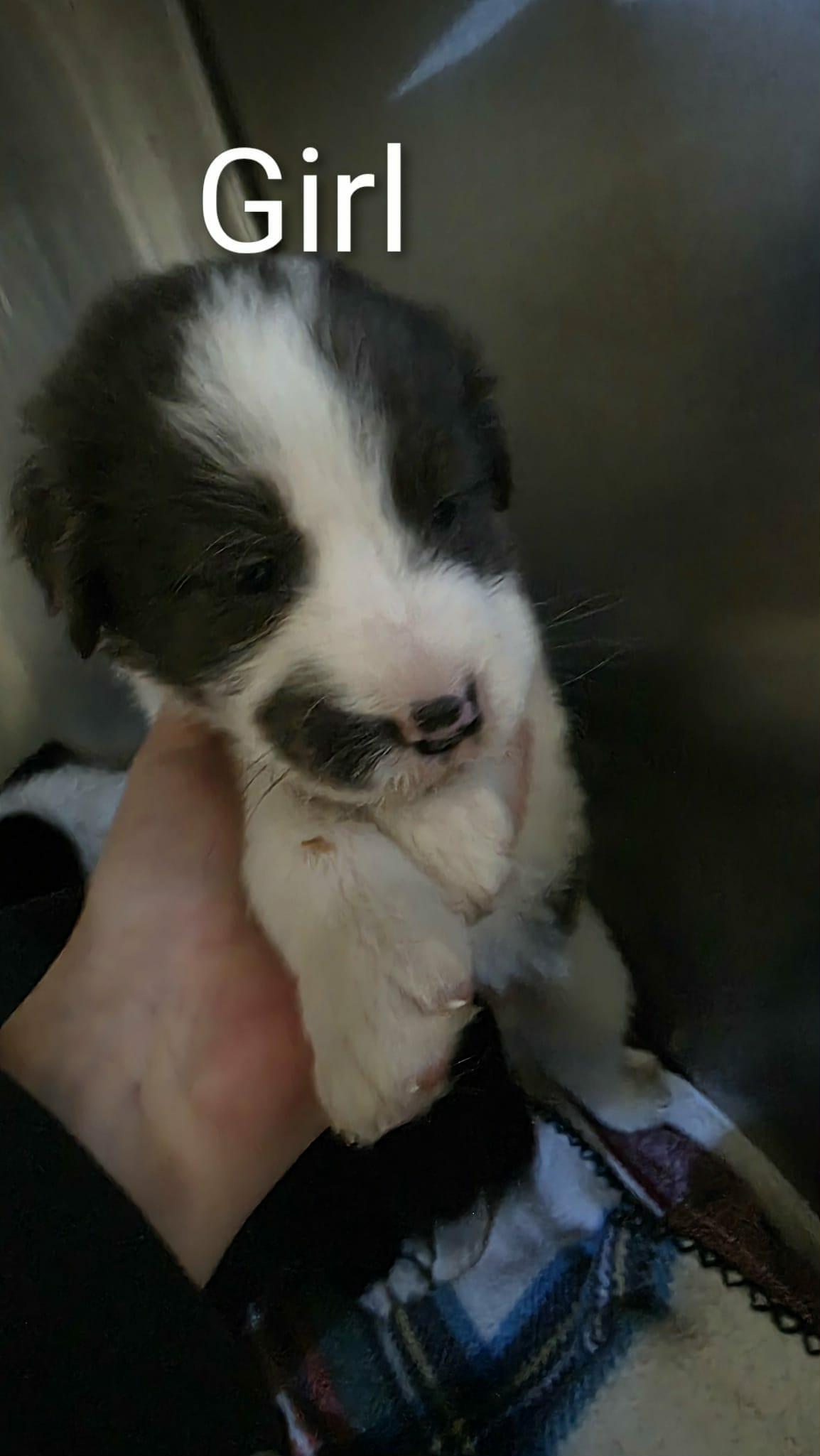 4 Border Collie Puppies, an adopted mixed breed in Liberty, MO image 4/6