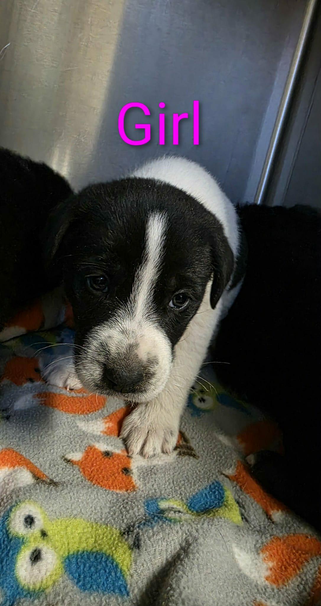 4 Border Collie Puppies, an adopted mixed breed in Liberty, MO image 5/6