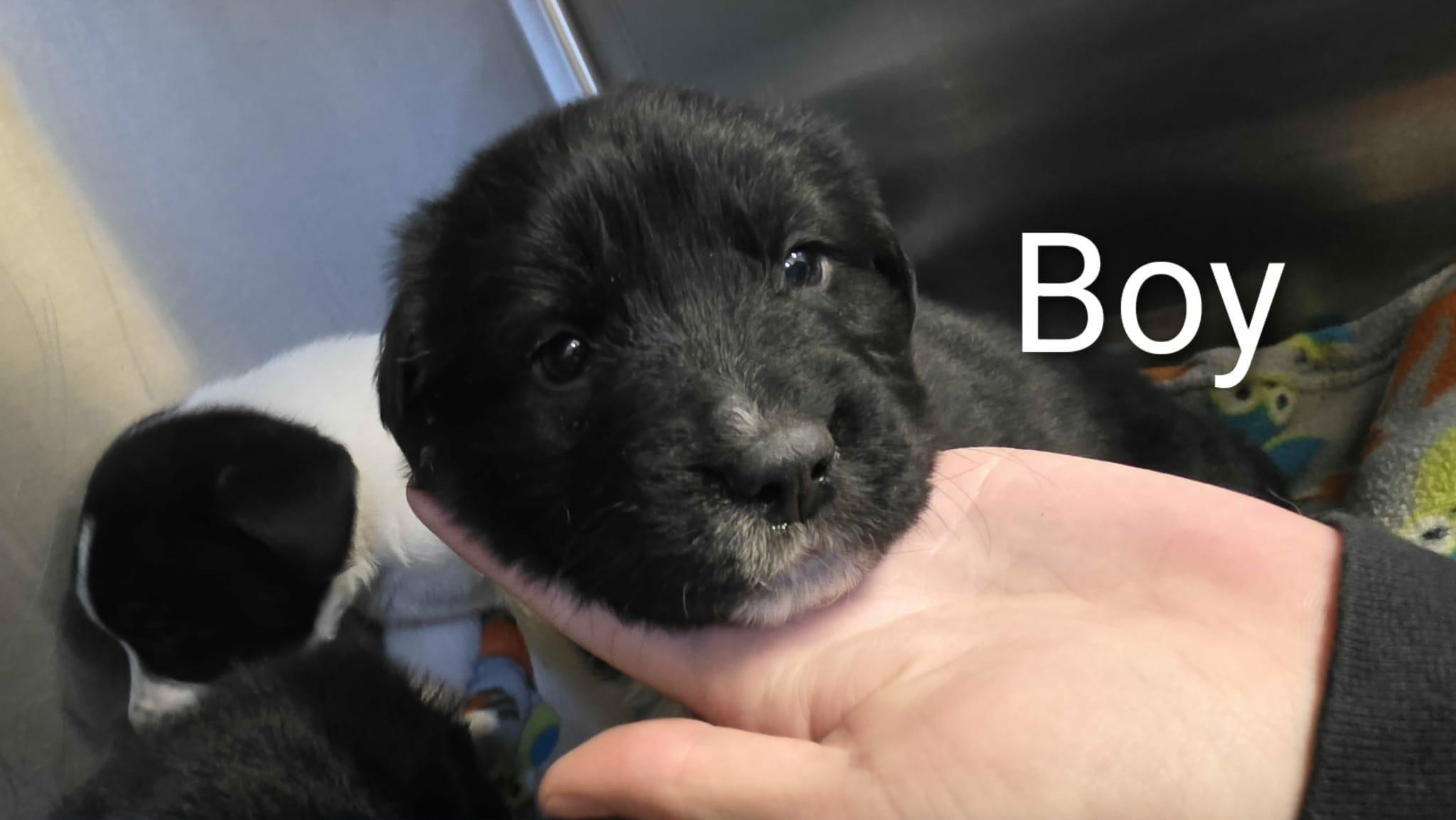 4 Border Collie Puppies, an adopted mixed breed in Liberty, MO image 6/6