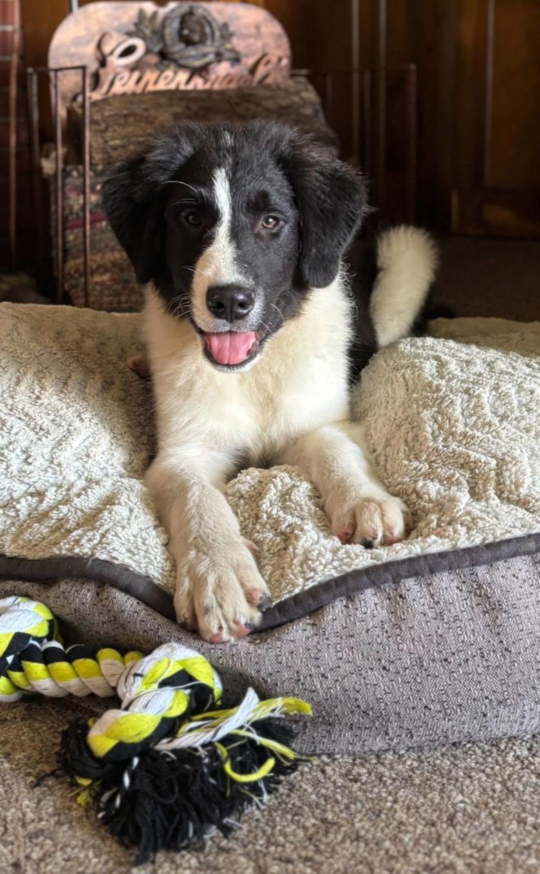 Sully, adopted, Puppy Male Border Collie & Shepherd.