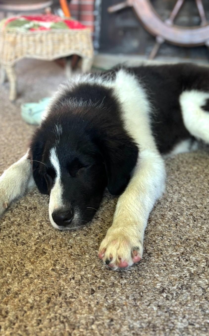 Enlarge Sully, an adopted mixed breed in Richland Center, WI image 2/2