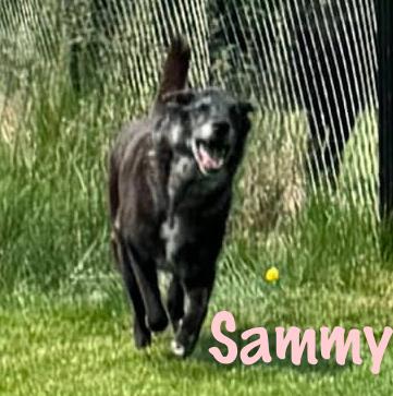 Sammy, Senior Female unknown