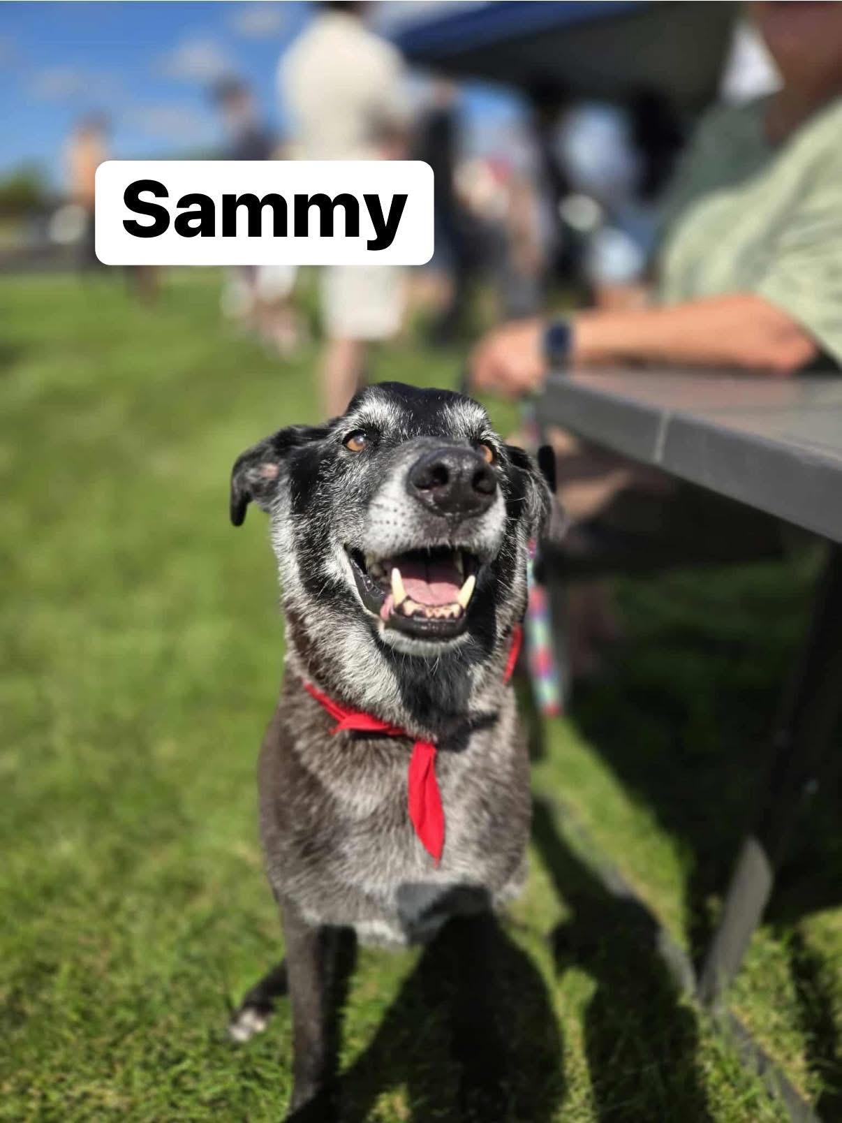 Sammy — thumbnail 4