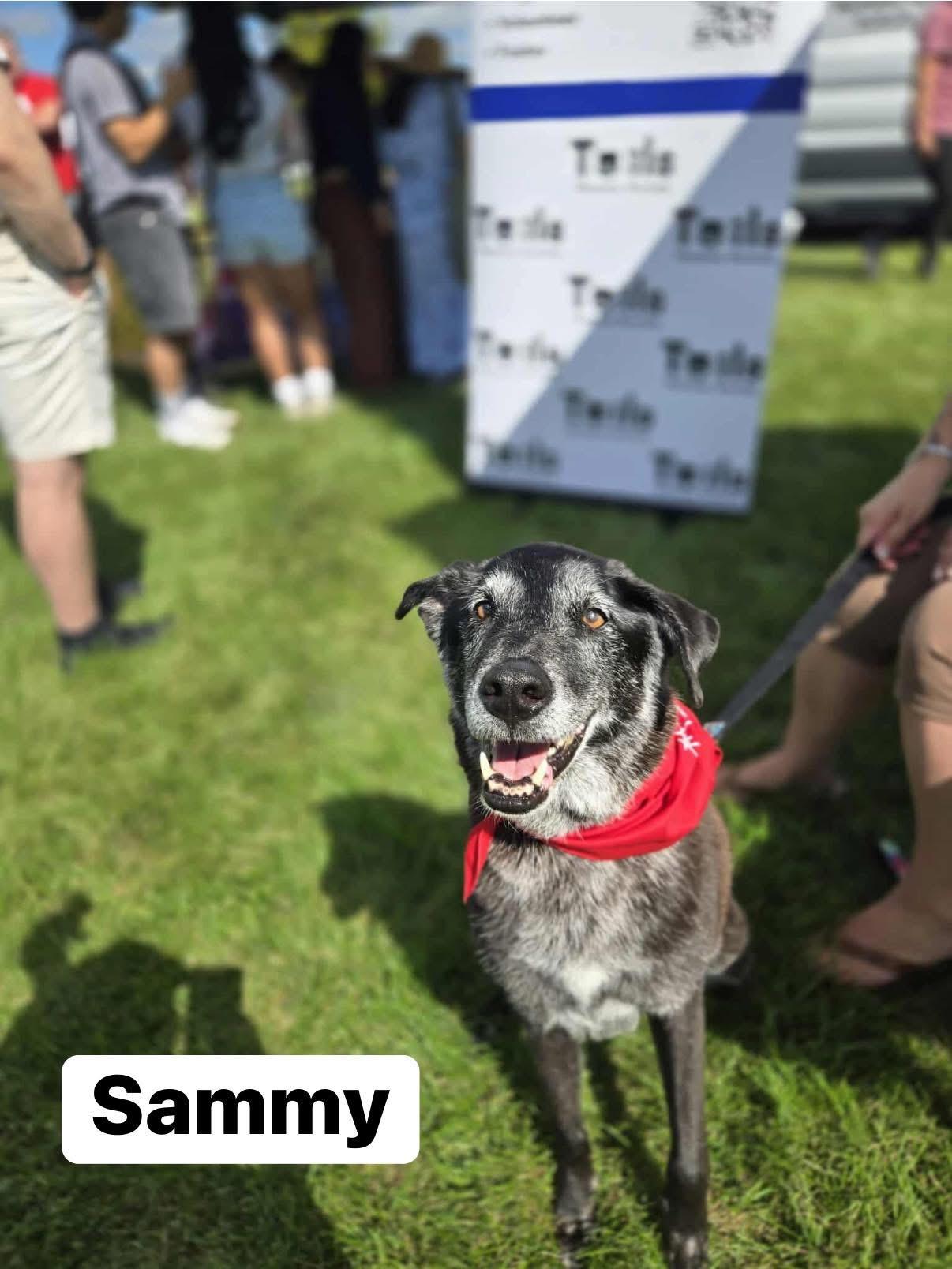 Sammy, Adoptable, Senior Female Shepherd.