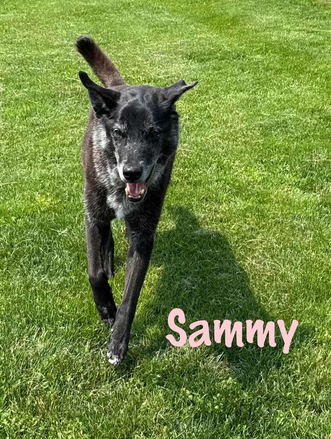 Enlarge Sammy, a Adoptable mixed breed in Elburn, IL image 6/6