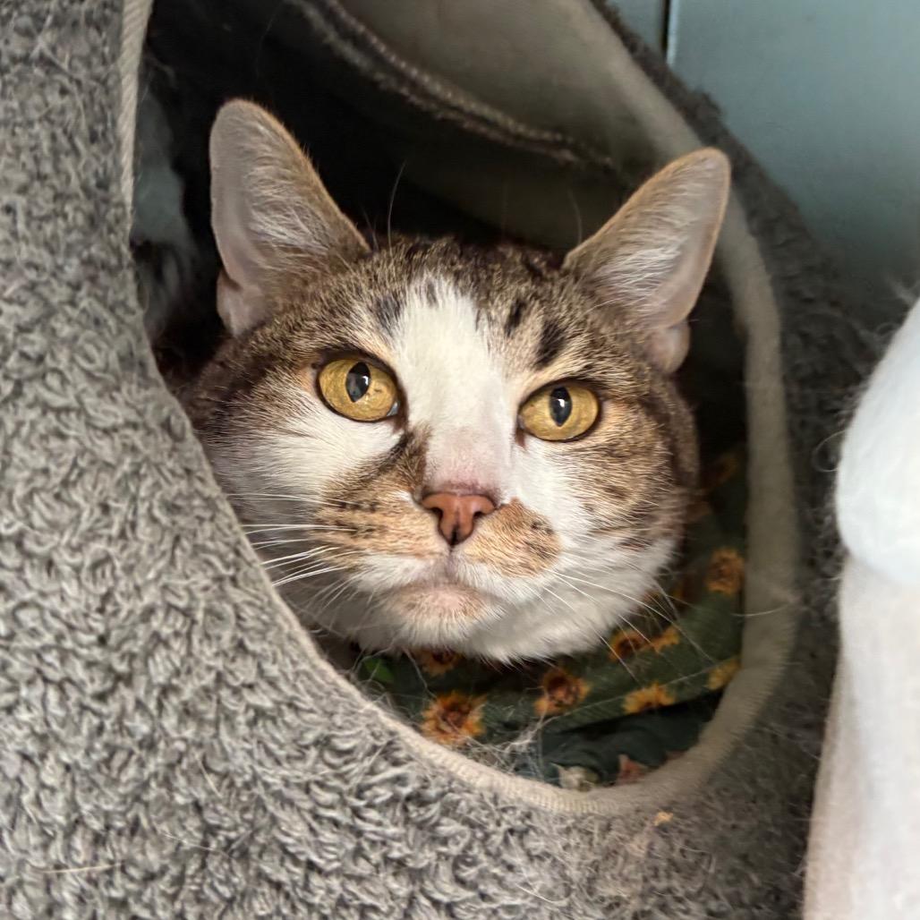 Enlarge Nookie, a Adoptable Domestic Short Hair in Lakewood, CO image 1/6