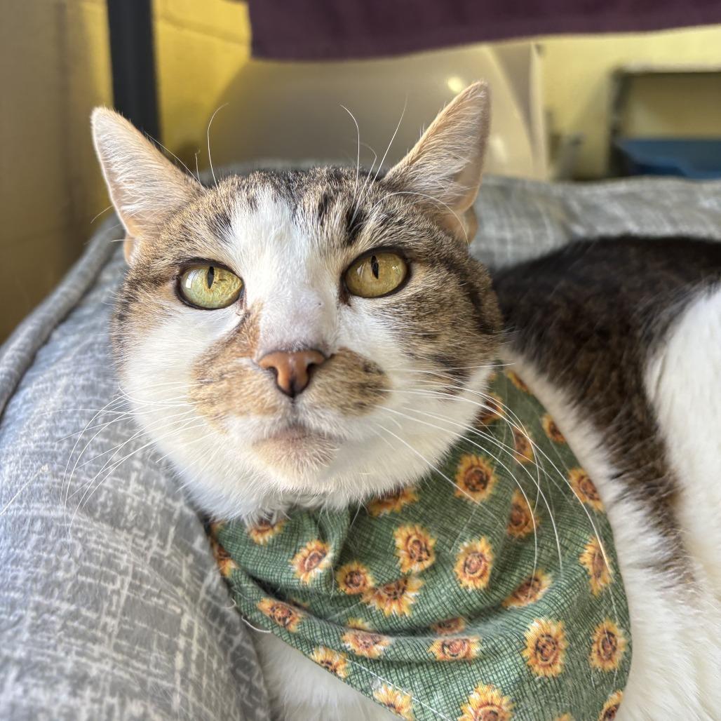 Enlarge Nookie, a Adoptable Domestic Short Hair in Lakewood, CO image 2/6