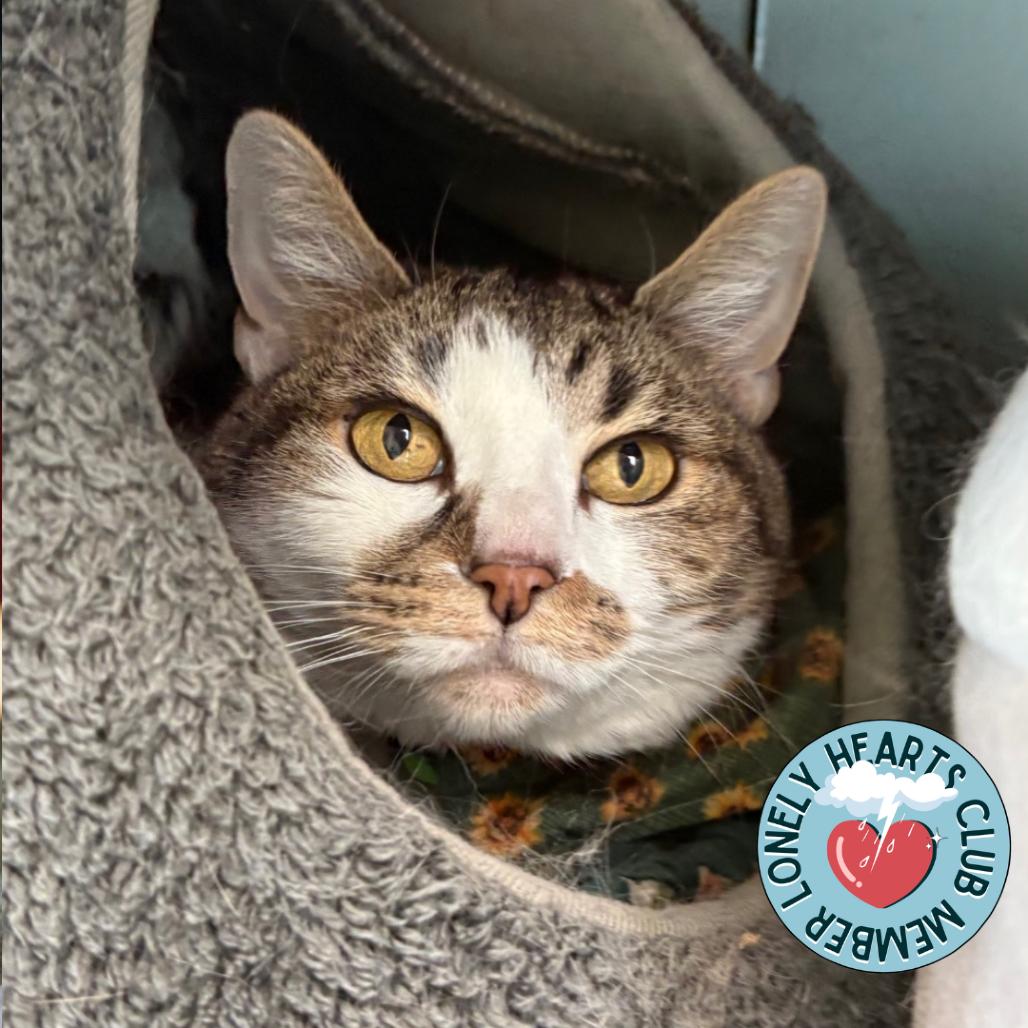 Enlarge Nookie, a Adoptable Domestic Short Hair in Lakewood, CO image 3/6