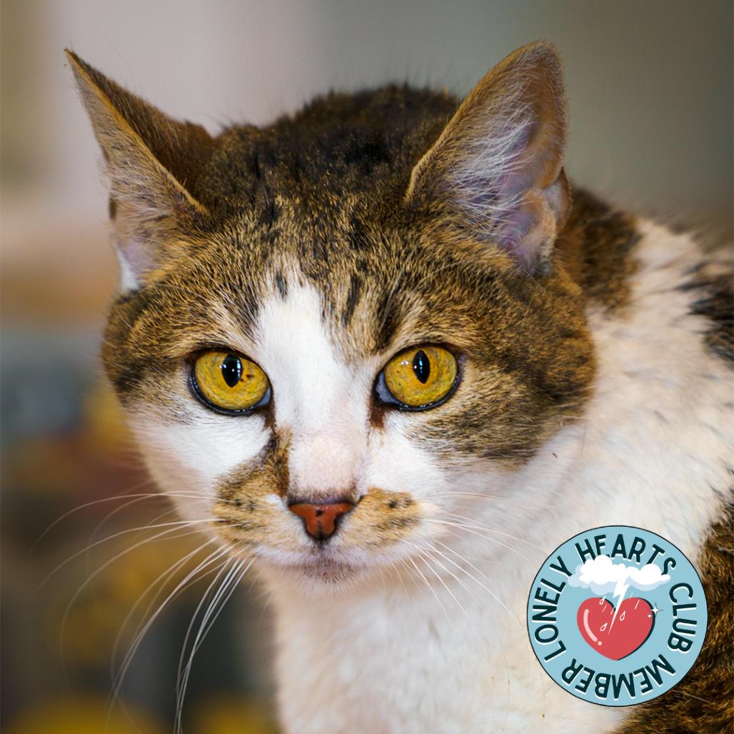 Nookie, a Adoptable Domestic Short Hair in Lakewood, CO image 3/6