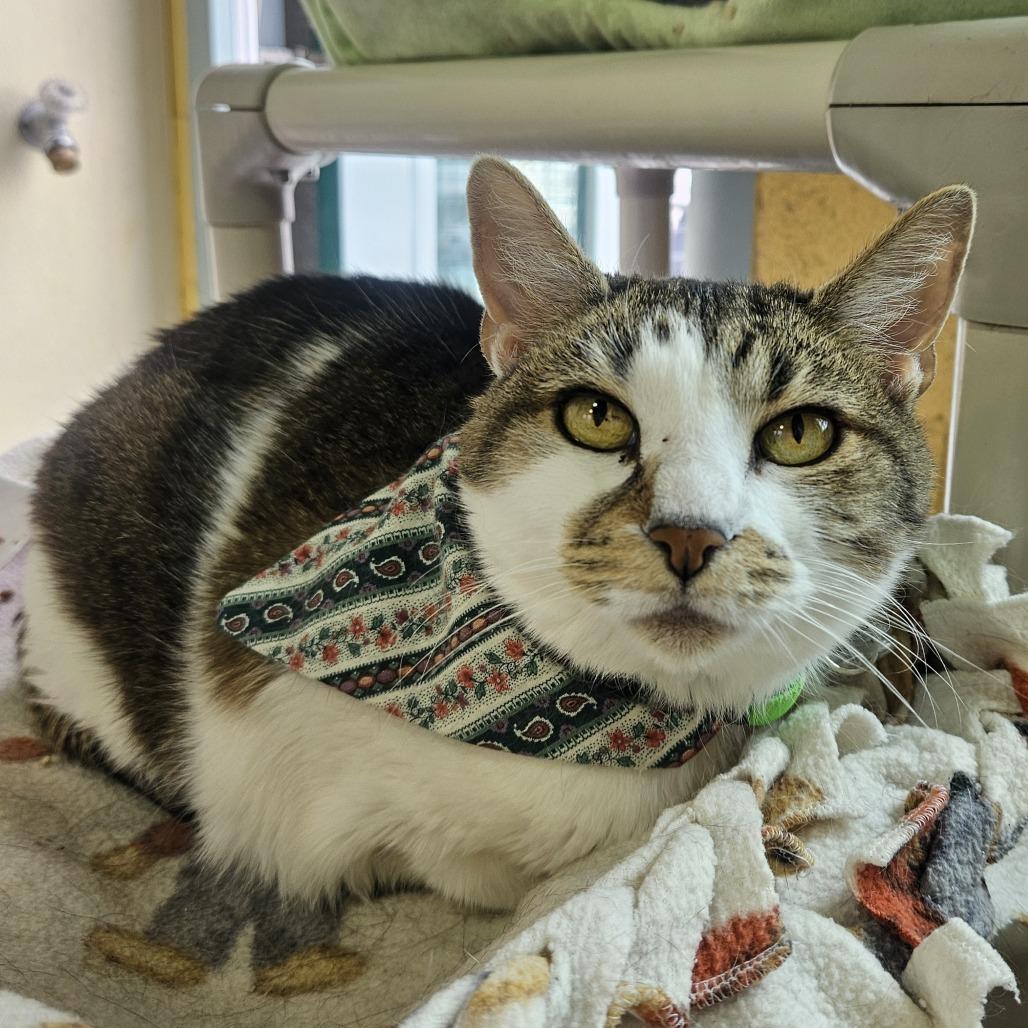 Enlarge Nookie, a Adoptable Domestic Short Hair in Lakewood, CO image 4/6