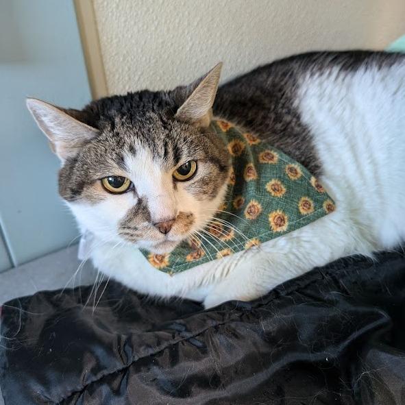 Enlarge Nookie, a Adoptable Domestic Short Hair in Lakewood, CO image 6/6