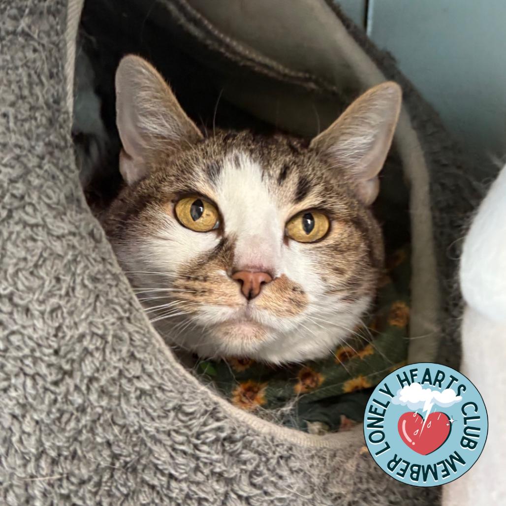 Enlarge Nookie, a Adoptable Domestic Short Hair in Lakewood, CO image 6/6