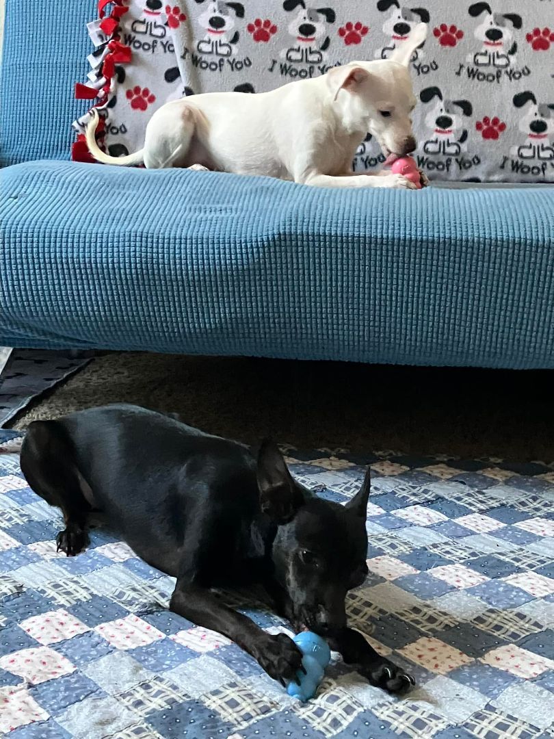 Cotton and Jelly Bean, Adopted, Young Female Chihuahua.