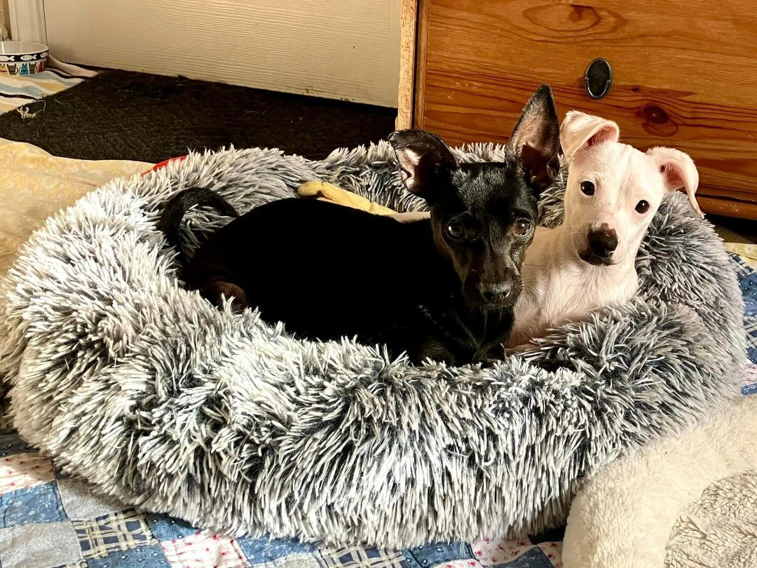 Cotton and Jelly Bean, a Adopted Chihuahua in Parma, OH image 2/10