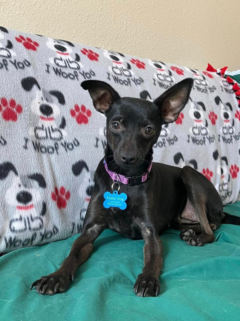 Cotton and Jelly Bean, a Adopted Chihuahua in Parma, OH image 3/10