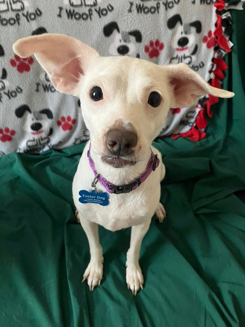 Cotton and Jelly Bean, a Adopted Chihuahua in Parma, OH image 4/10