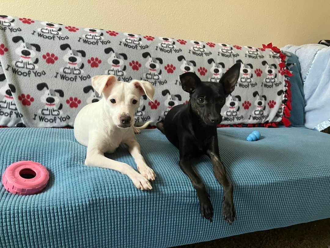 Cotton and Jelly Bean, a Adopted Chihuahua in Parma, OH image 5/10