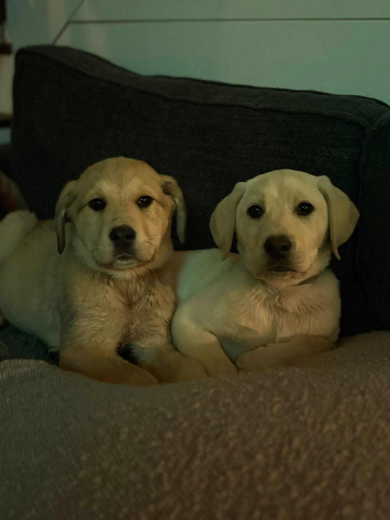 Biscoff, a Adopted mixed breed in Forest, VA image 1/3