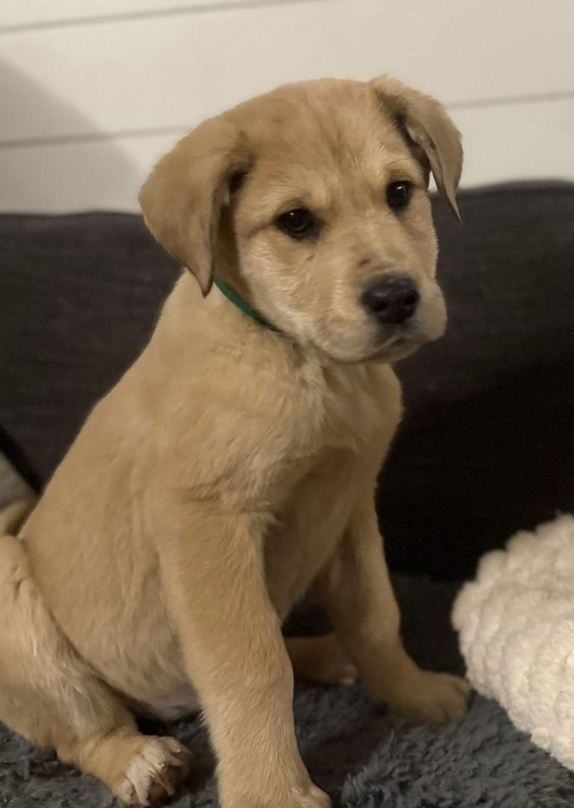 Biscoff, a Adopted mixed breed in Forest, VA image 2/3