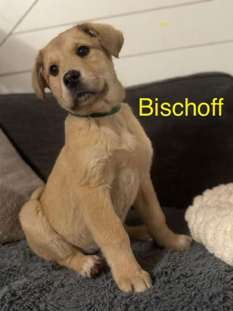 Biscoff, a Adopted mixed breed in Forest, VA image 3/3