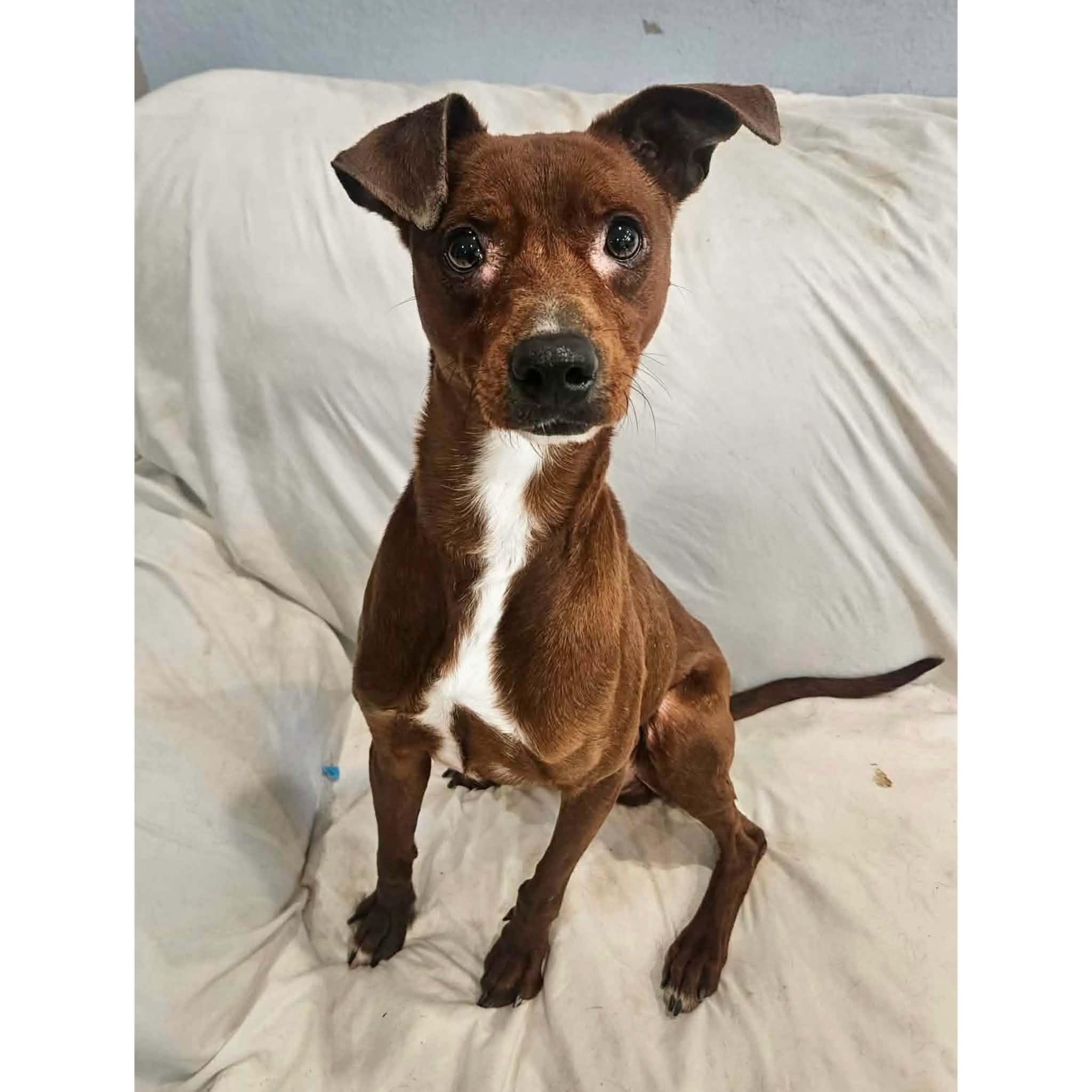 Enlarge Astro, a ADOPTABLE mixed breed in Boulder, CO image 3/4