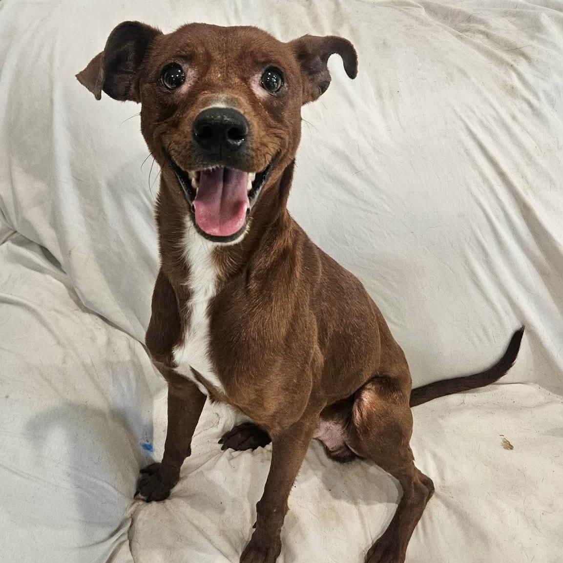 Enlarge Astro, a ADOPTABLE mixed breed in Boulder, CO image 2/4