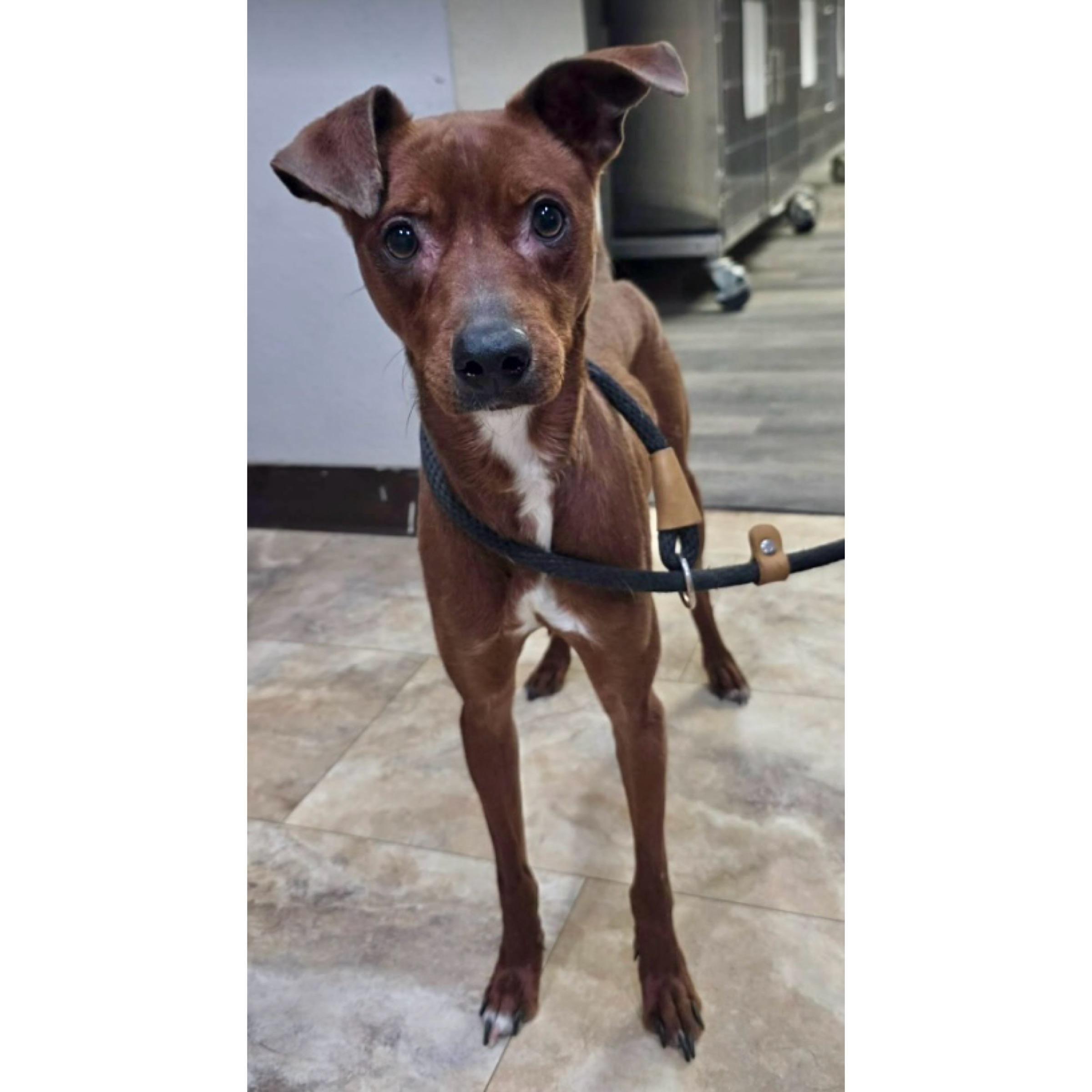 Enlarge Astro, a ADOPTABLE mixed breed in Boulder, CO image 4/4
