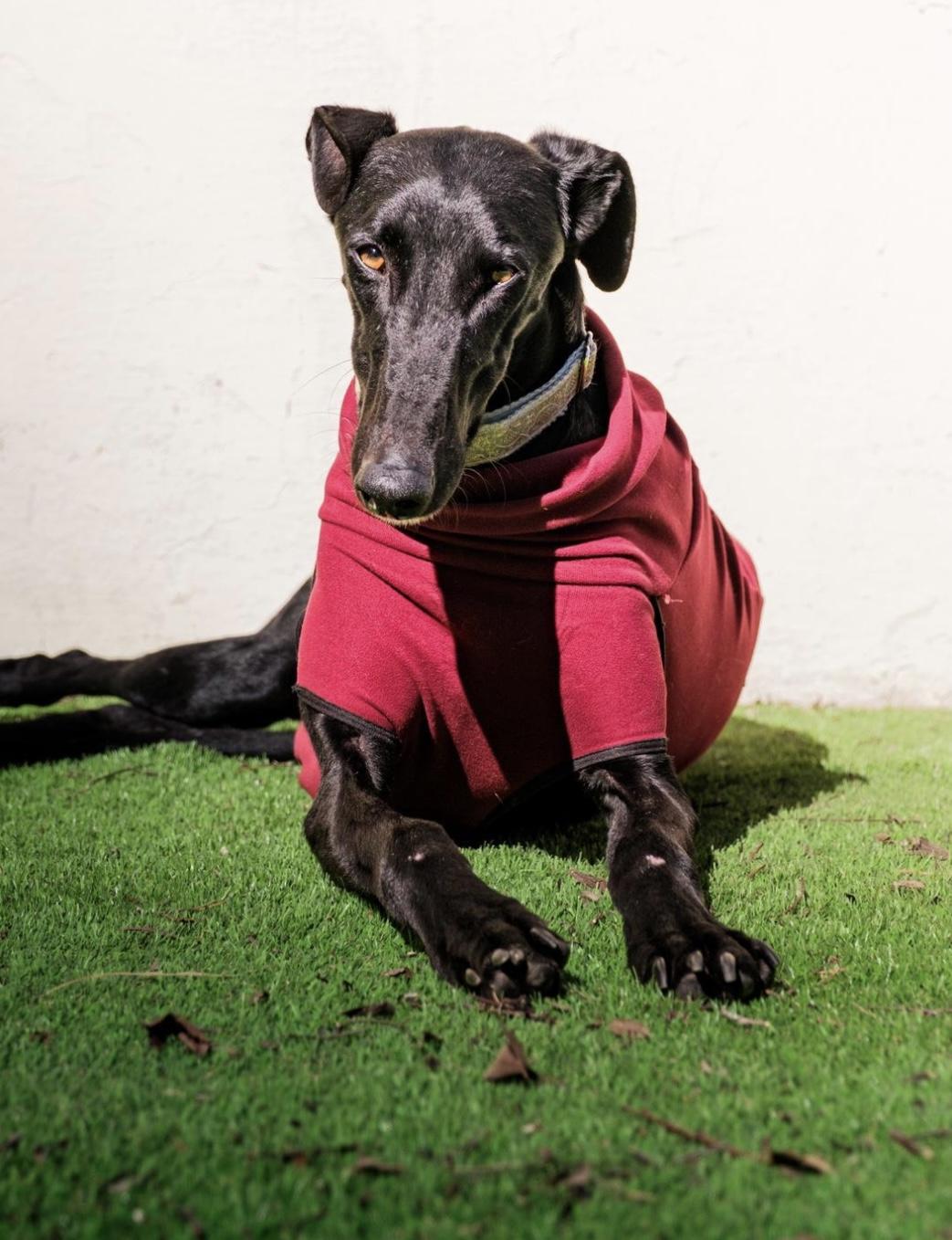 Enlarge Jo Jo, a ADOPTABLE Galgo Spanish Greyhound in Winter Park, FL image 1/1