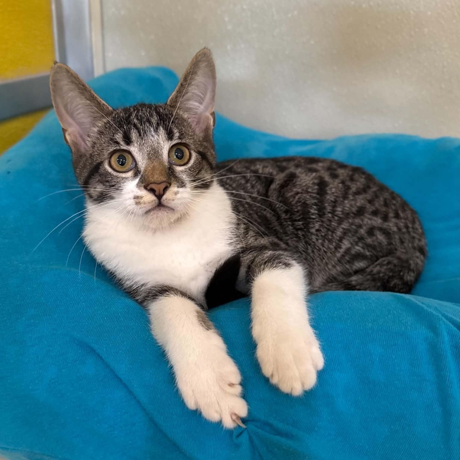 Enlarge Gooligan, a Adoptable mixed breed in Penn Yan, NY image 3/6