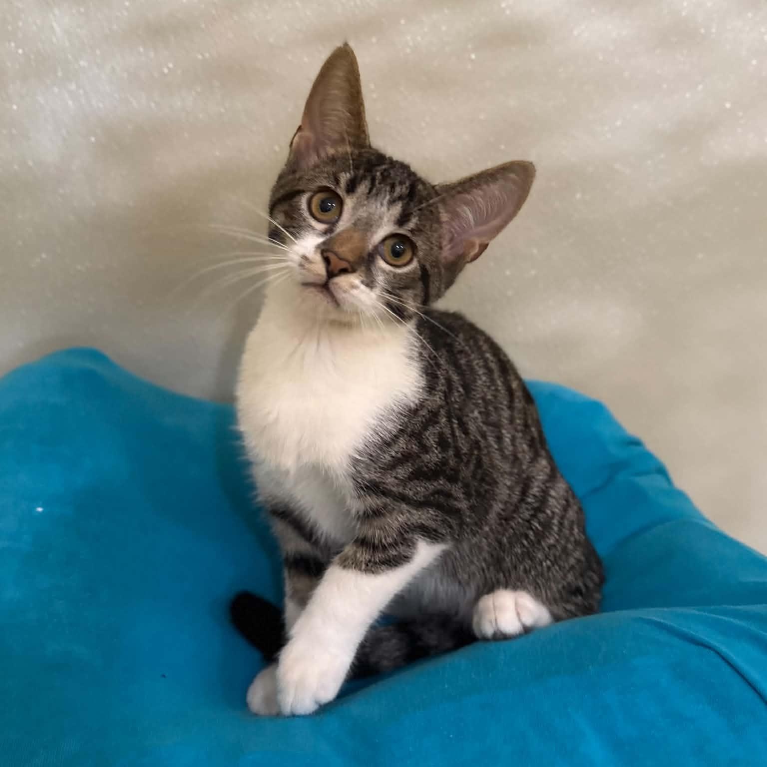 Enlarge Gooligan, a Adoptable mixed breed in Penn Yan, NY image 6/6