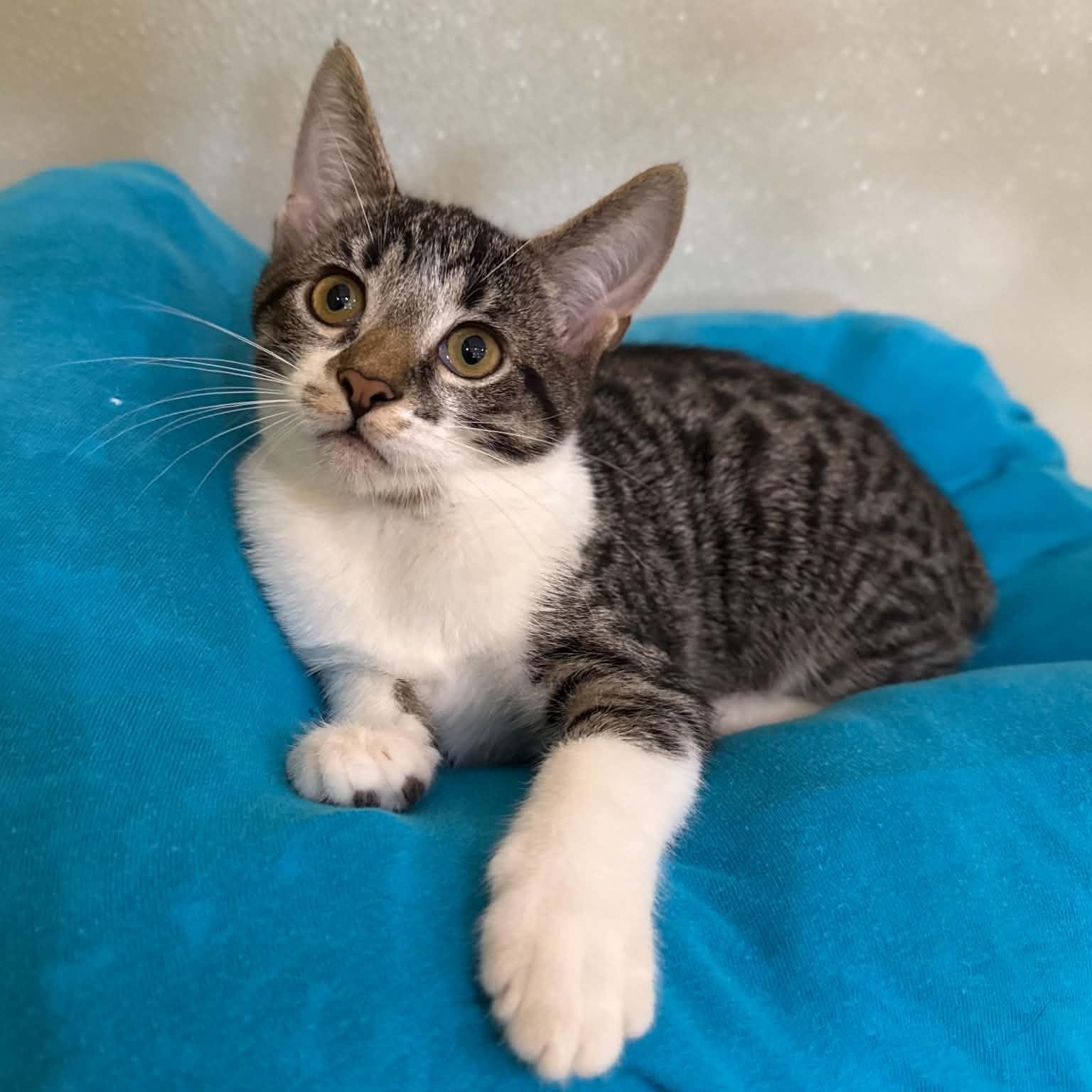 Enlarge Gooligan, a Adoptable mixed breed in Penn Yan, NY image 4/6