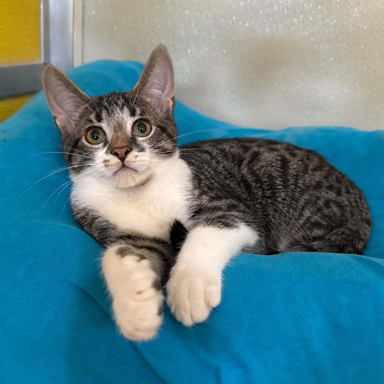 Gooligan, Adoptable, Kitten Male Domestic Short Hair & Tabby.