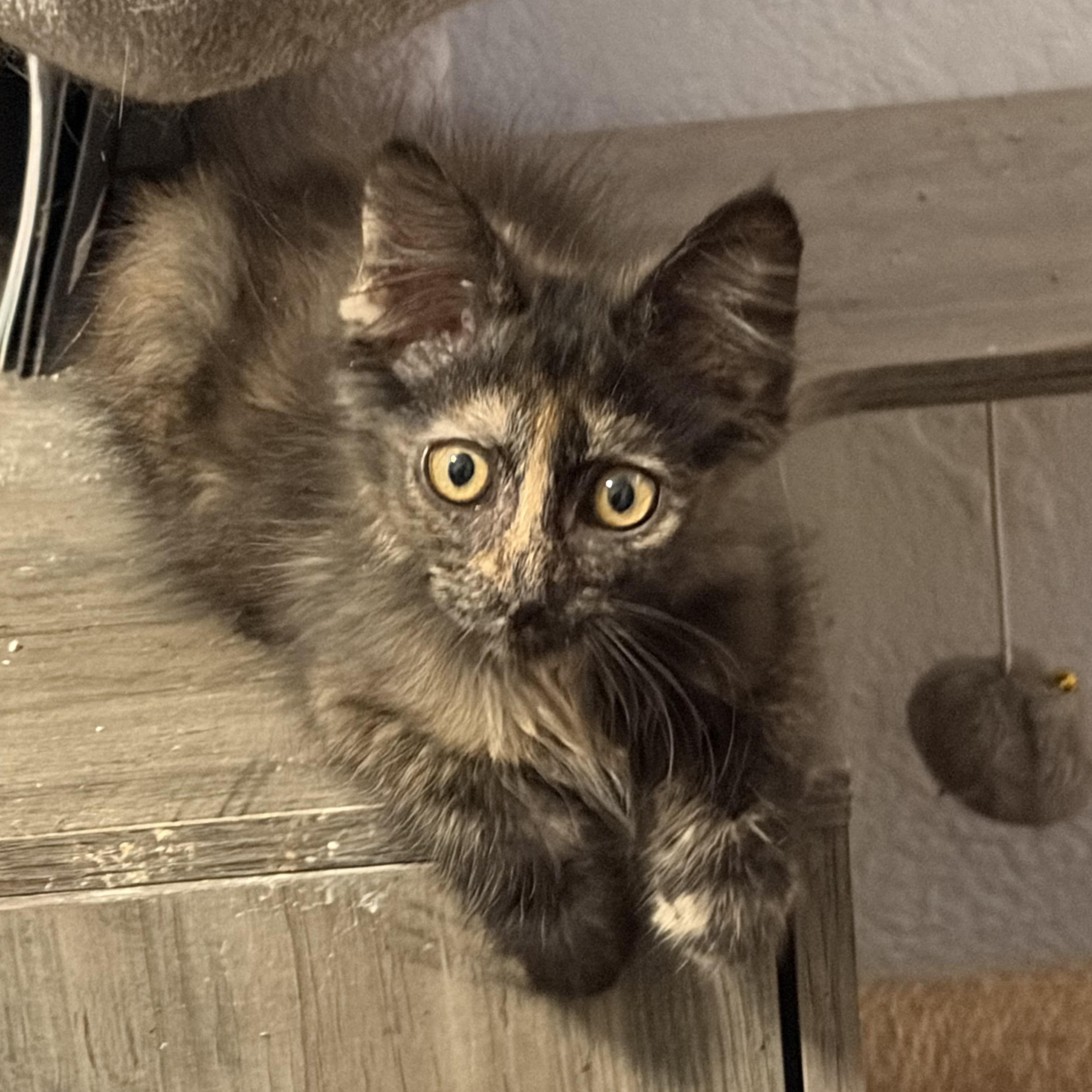 Enlarge Dorie, a ADOPTABLE mixed breed in Brentwood, CA image 1/1