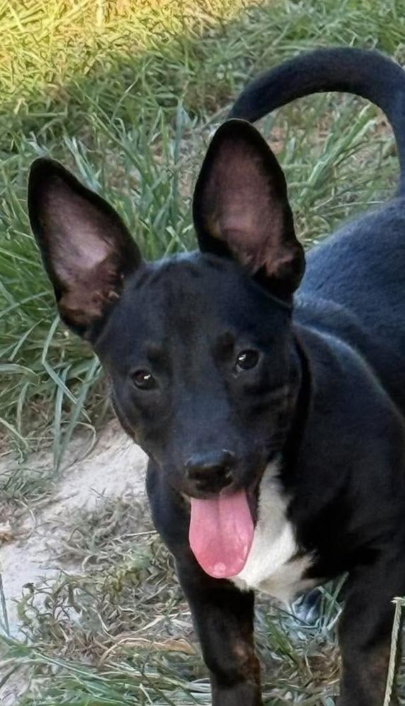 Enlarge Trisha, a Adoptable mixed breed in Syracuse, NY image 3/5