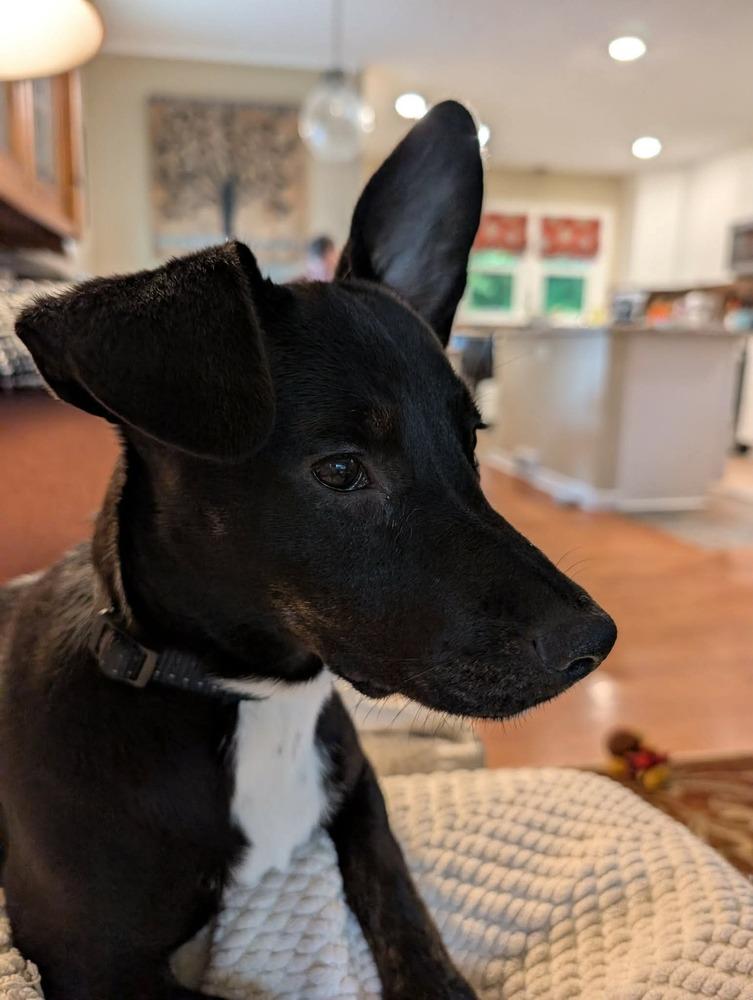 Enlarge Trisha, a Adoptable mixed breed in Syracuse, NY image 4/5