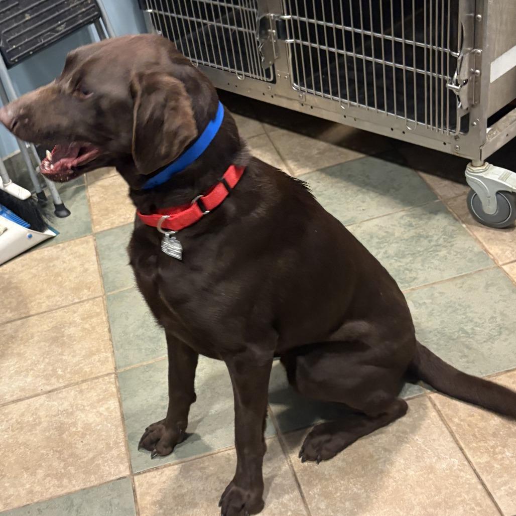 Homer — thumbnail 2