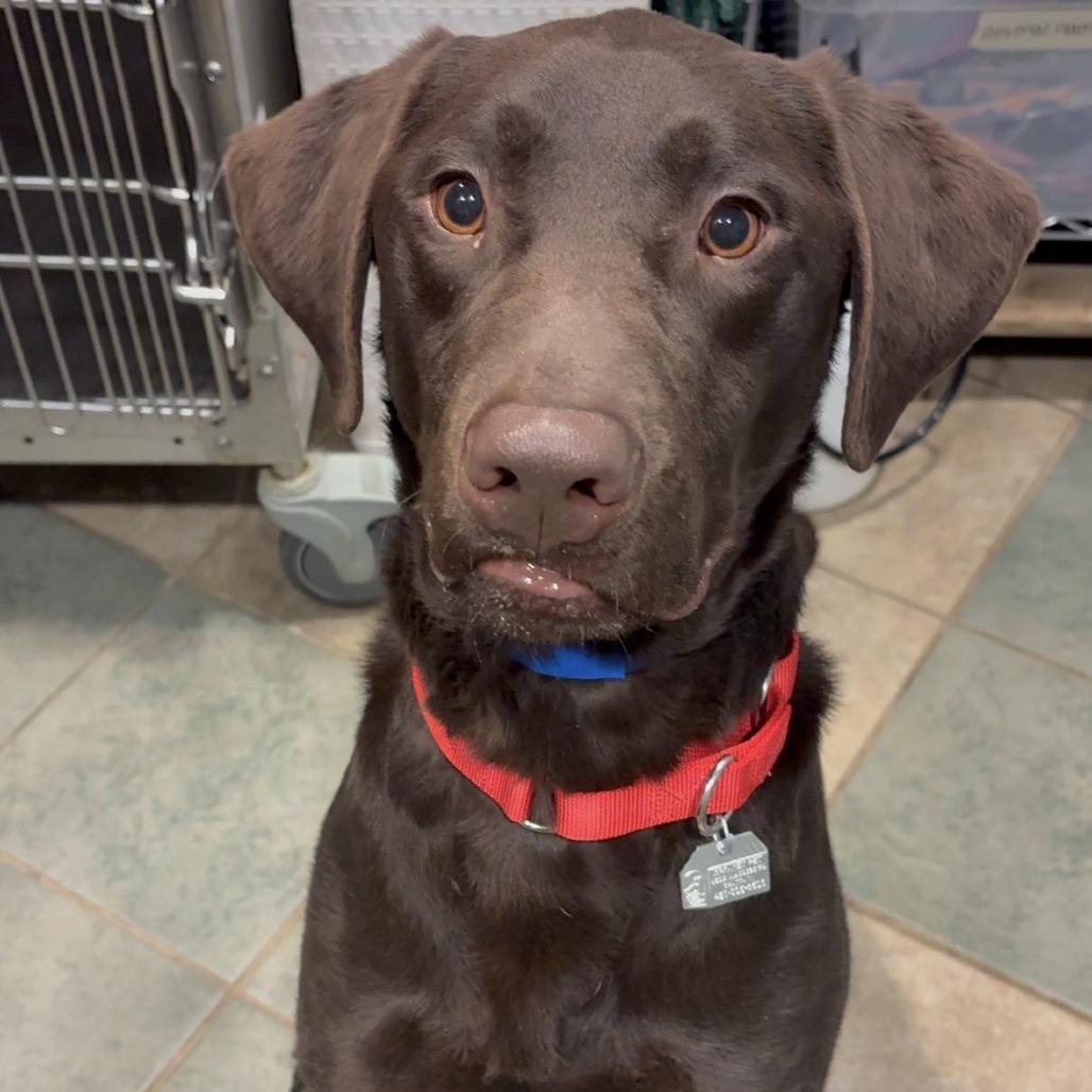 Homer — thumbnail 3