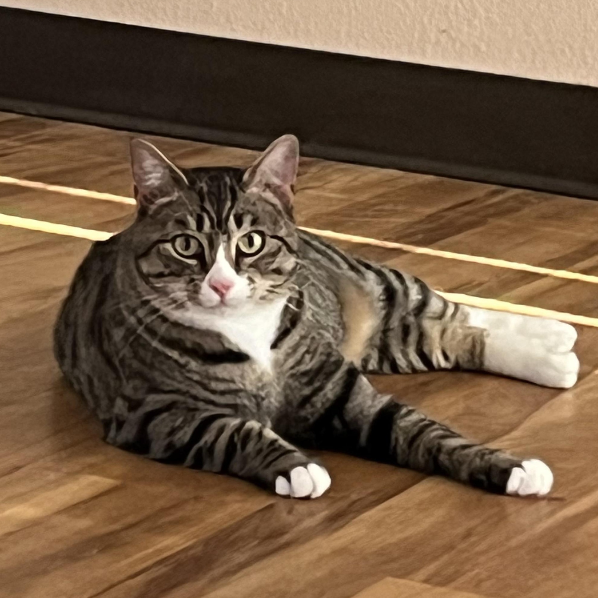 Nugget, Adoptable, Young Female Domestic Short Hair.
