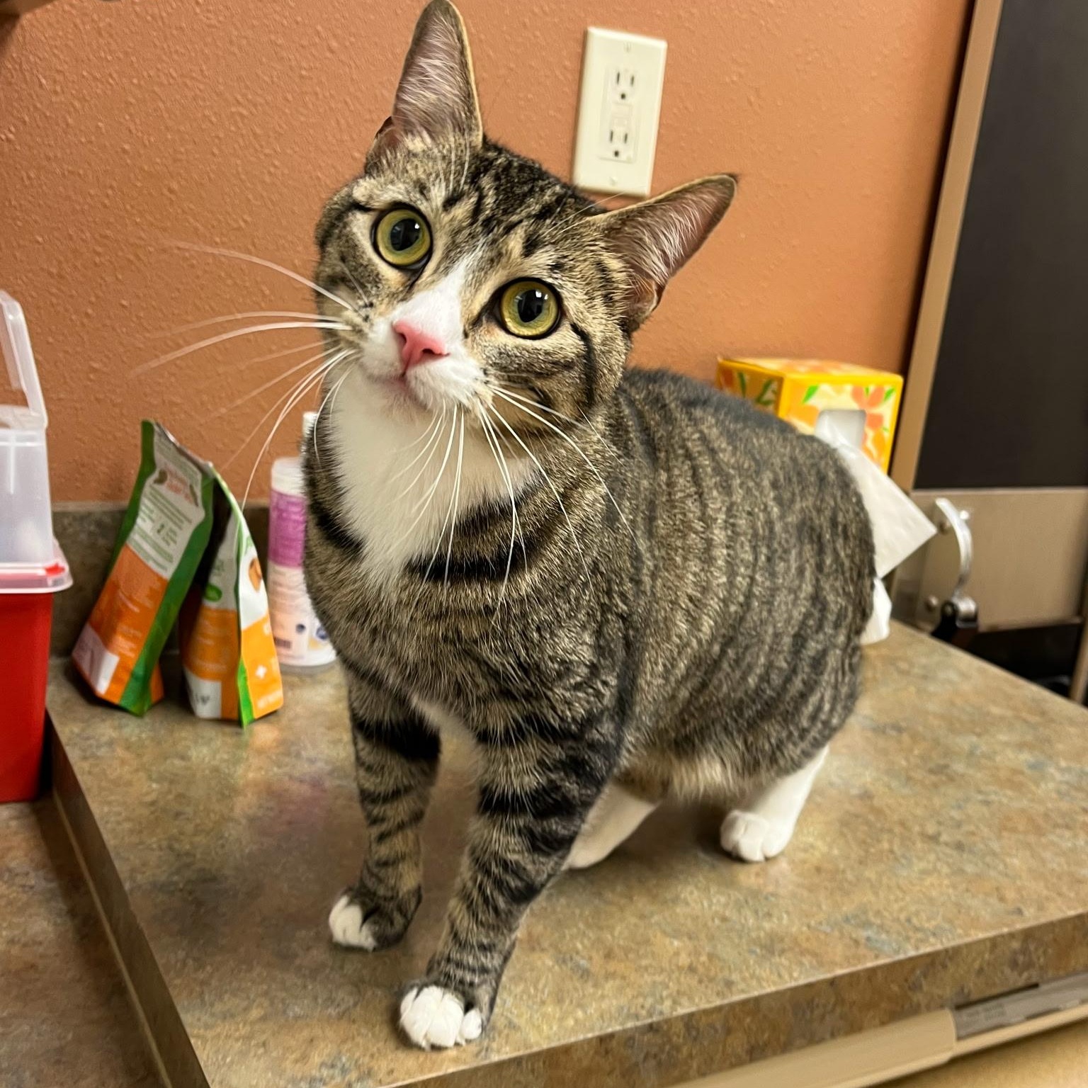 Nugget, a Adoptable mixed breed in Ellensburg, WA image 2/6