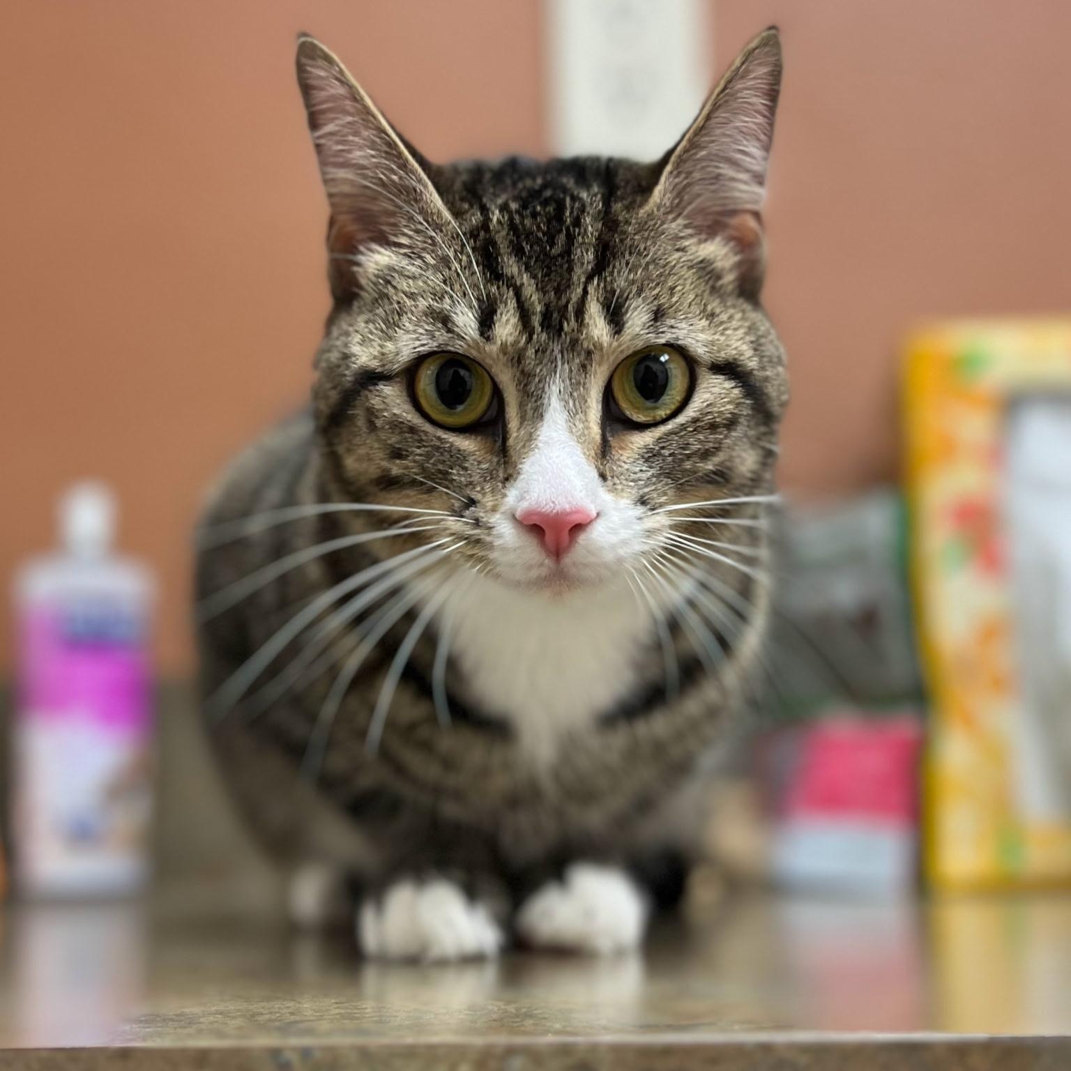 Nugget, a Adoptable mixed breed in Ellensburg, WA image 5/6