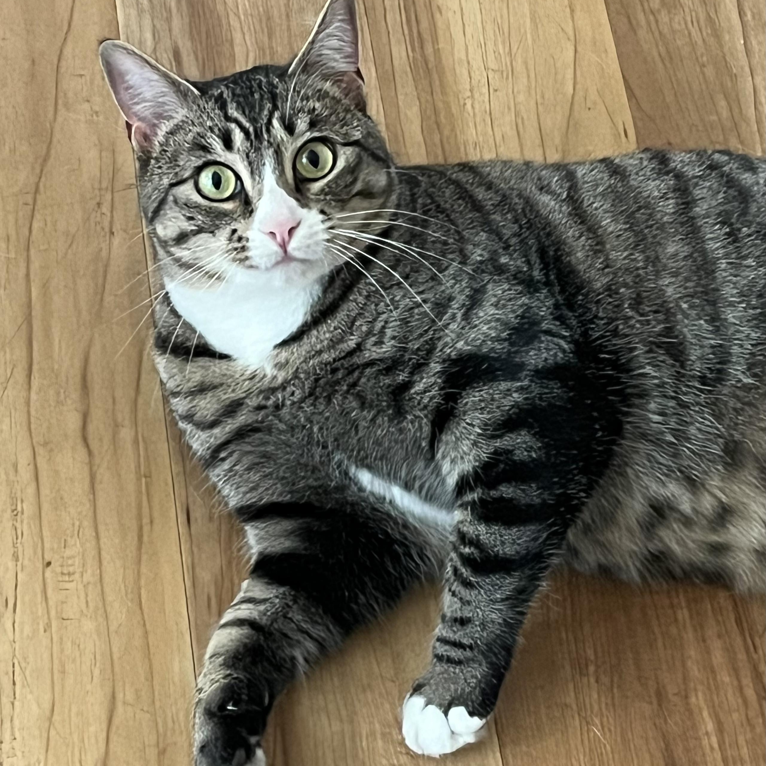 Nugget, a Adoptable mixed breed in Ellensburg, WA image 6/6