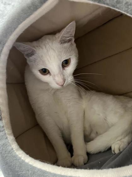 Enlarge Spicy, a Adoptable mixed breed in Humboldt, IA image 1/3