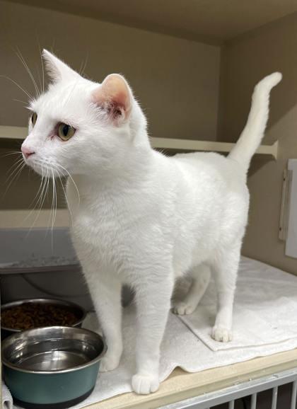 Enlarge Spicy, a Adoptable mixed breed in Humboldt, IA image 1/3