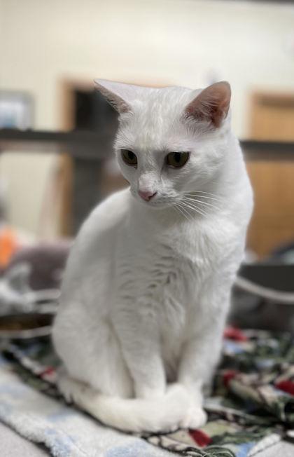 Enlarge Spicy, a Adoptable mixed breed in Humboldt, IA image 3/3