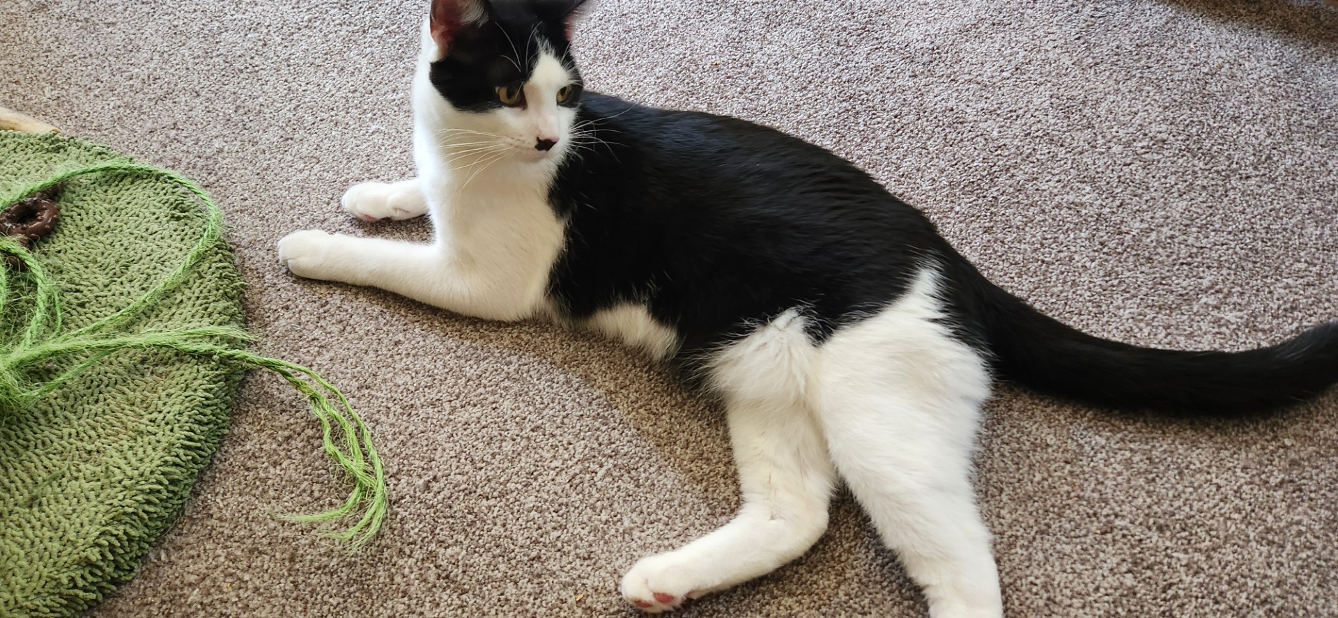 Enlarge Pete, a Adoptable Domestic Short Hair in Philadelphia, PA image 1/1