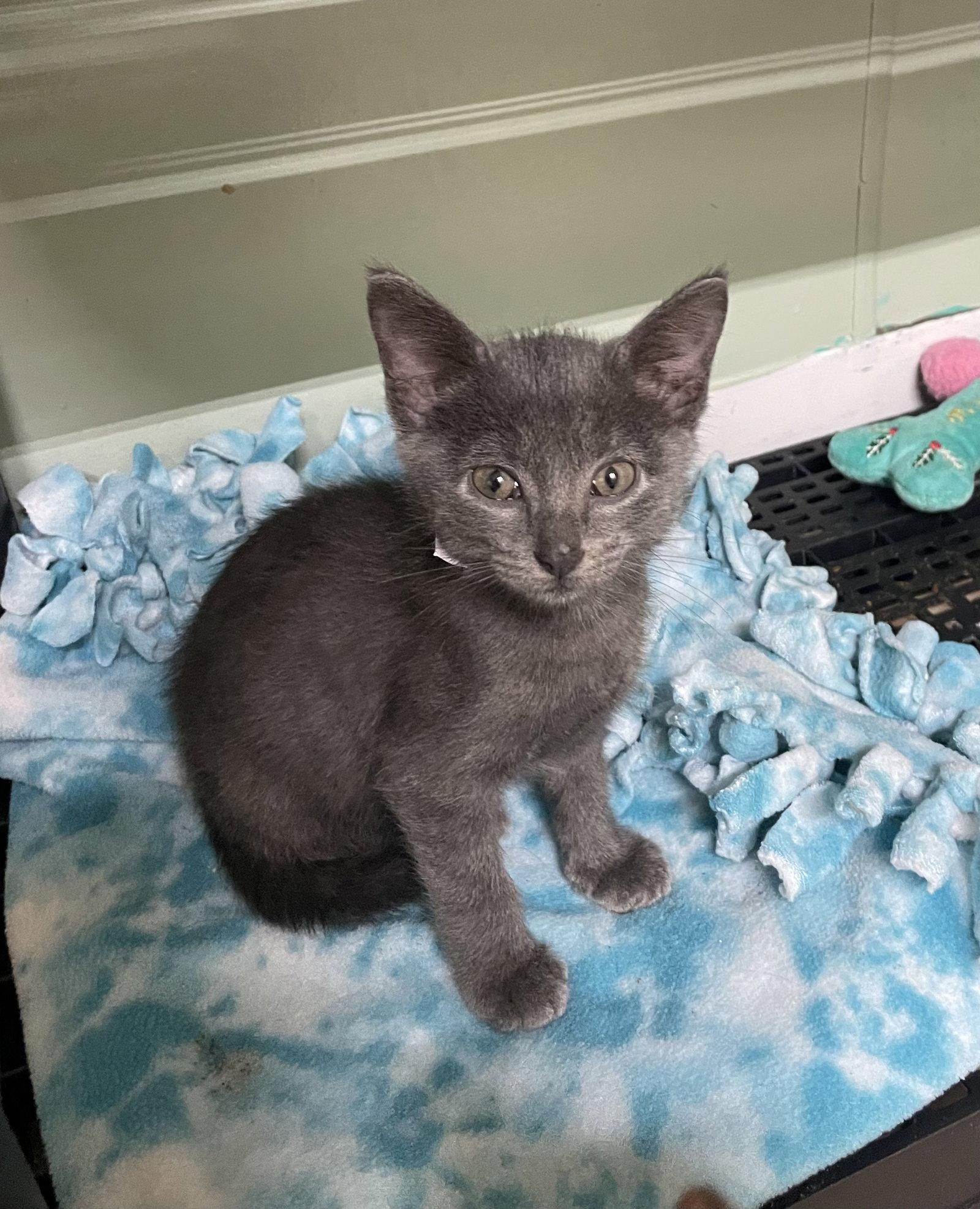 Dusky, Adoptable, Kitten Male Domestic Short Hair.